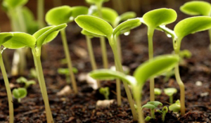 Graines de vie, un mouvement pour sauver la biodiversité